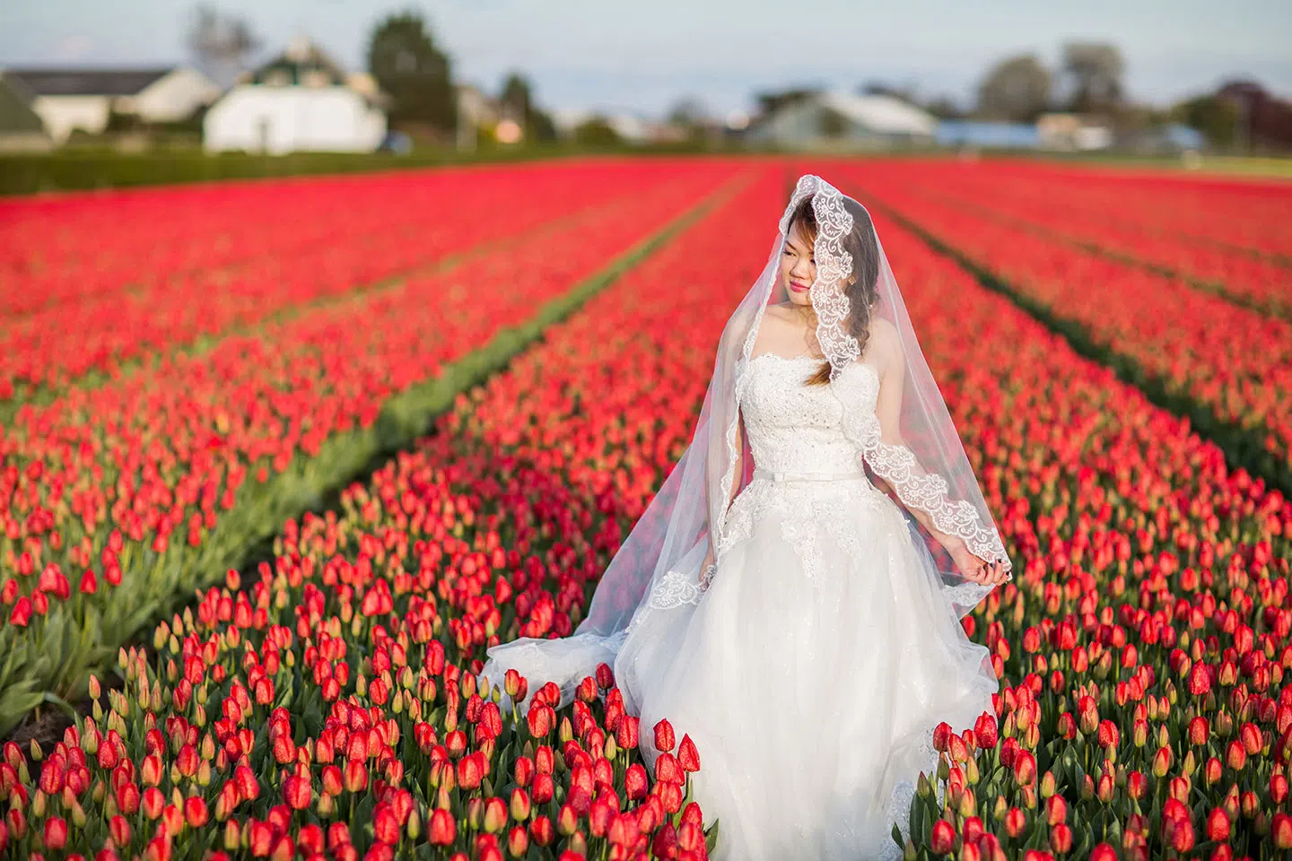 Romantic prewedding shoot in the tulip fields of Holland, Europe