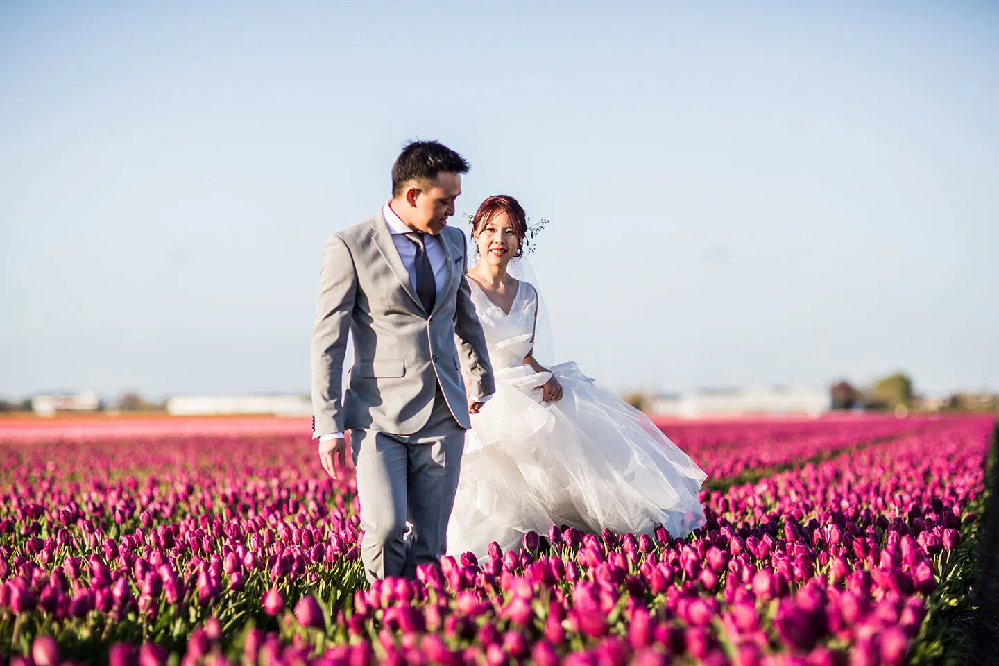 Couple in the pink tulip fields near Amsterdam during their pre-wedding shoot