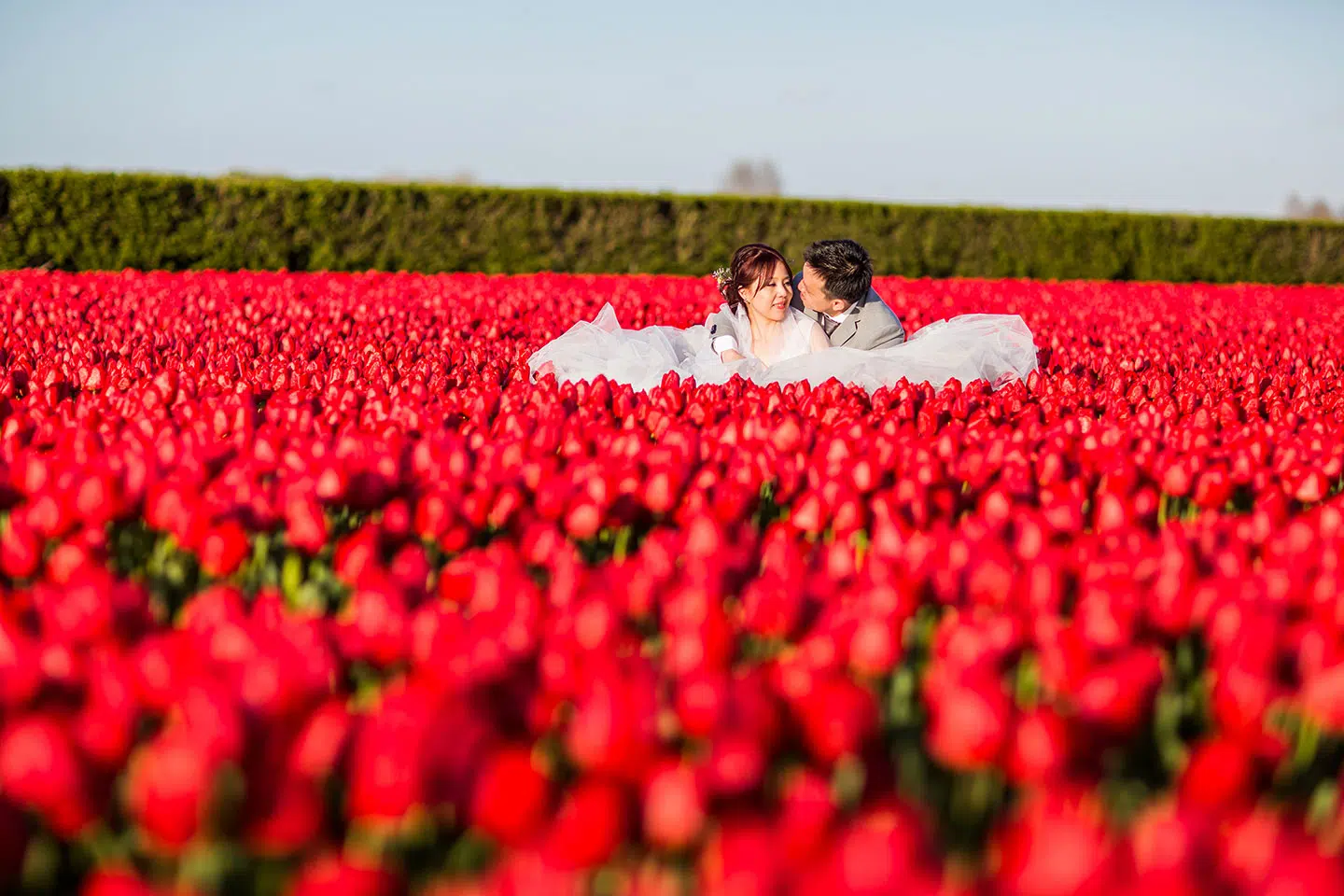 Prewedding photos in the tulips of the Netherlands