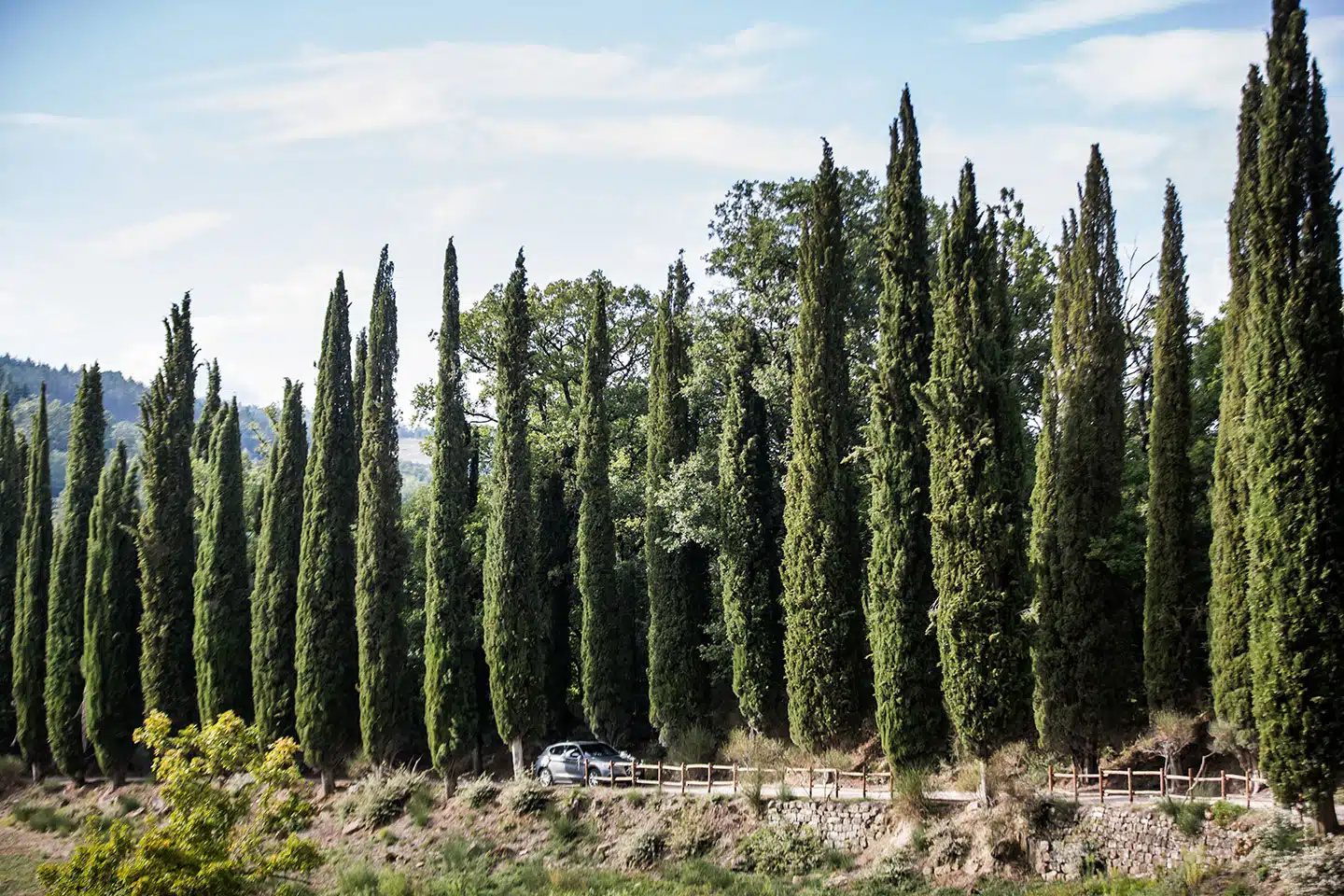 Tuscany wedding cypress trees
