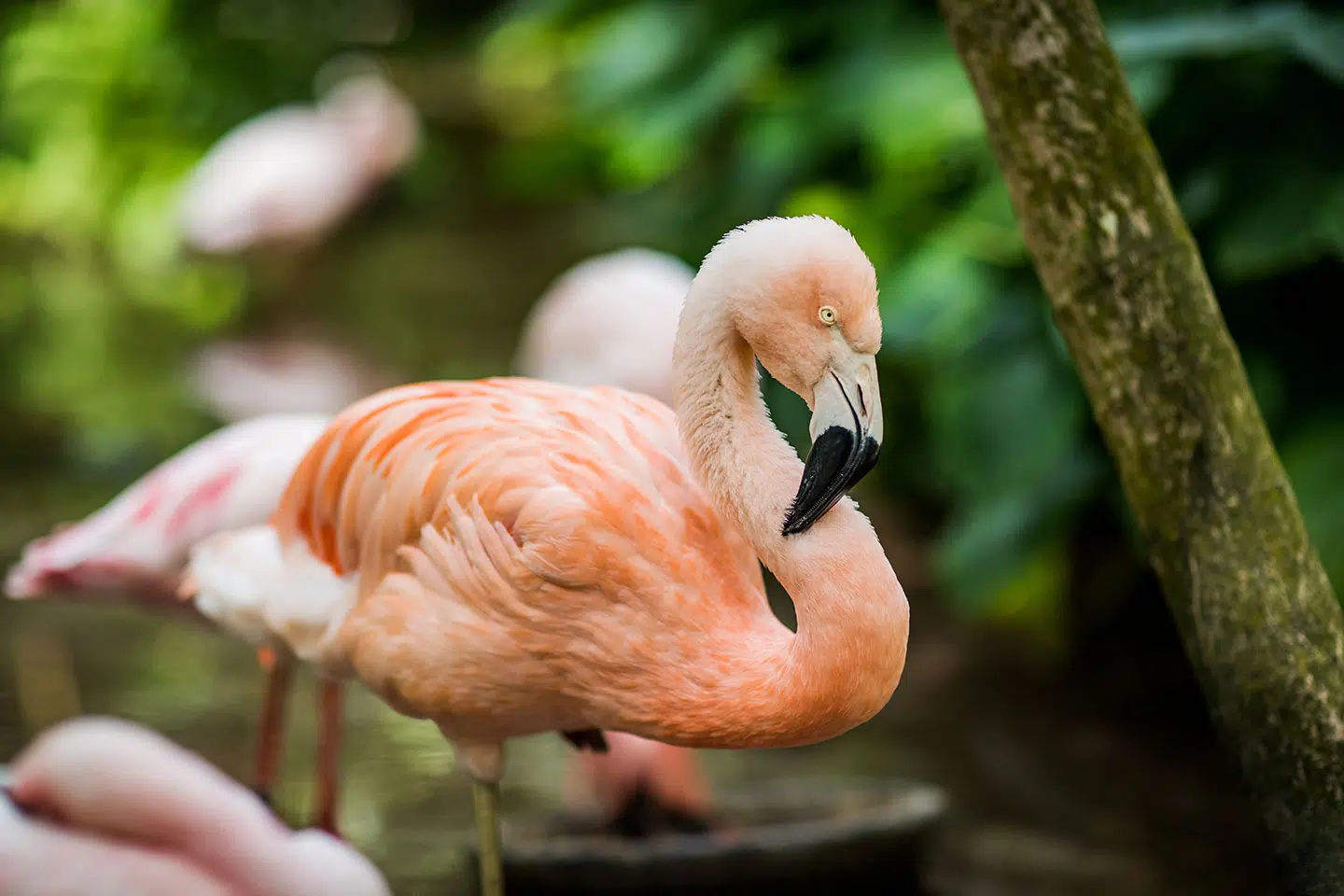 Flamingos in the garden of Historic Walton House