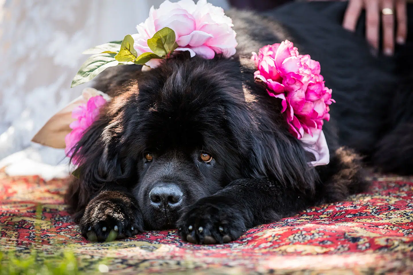 Hond bruiloft Landgoed Twistvliet