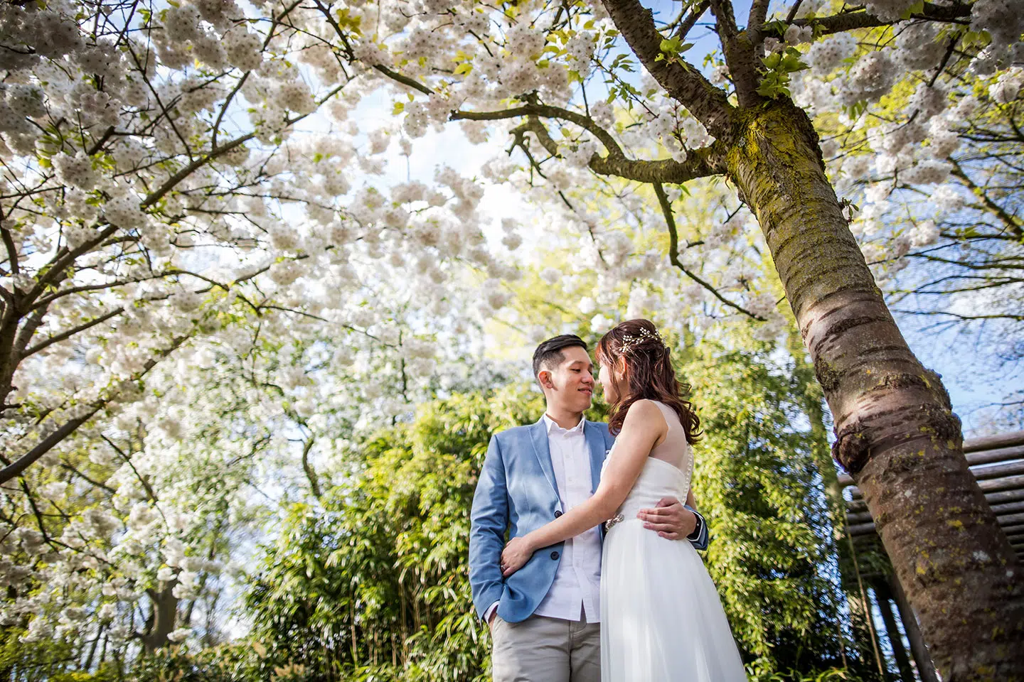 Prewedding shoot under cherry blossoms in Keukenhof