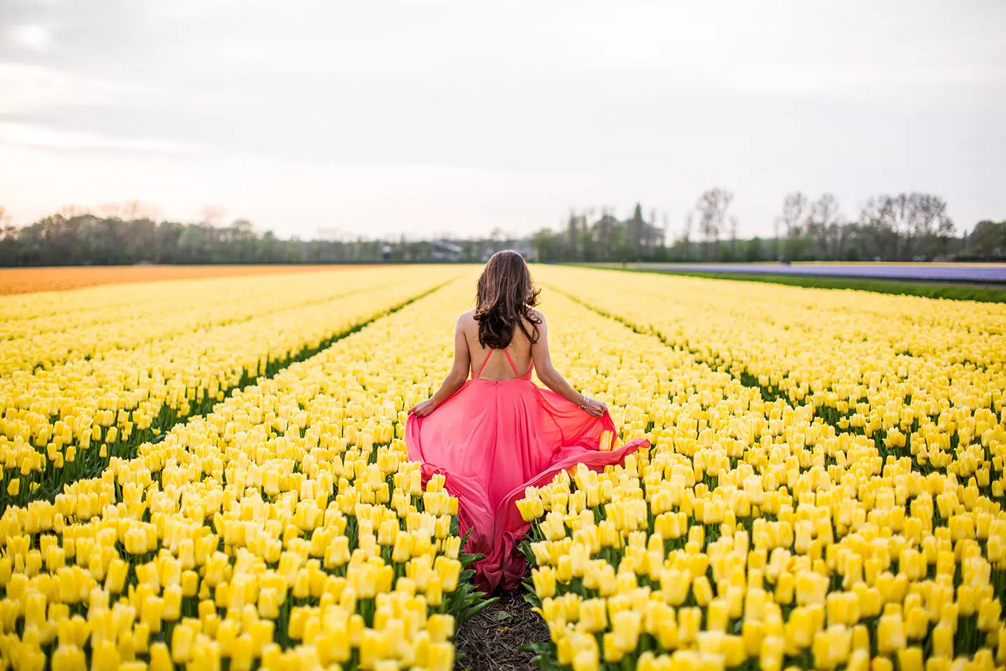 Prewedding shoot in yellow tulip fields