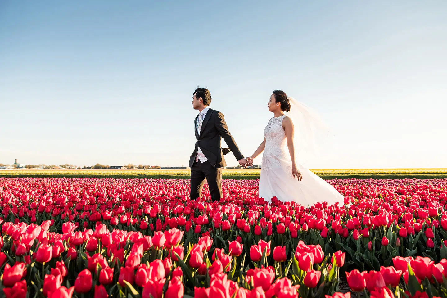 Prewedding shoot in pink tulip fields